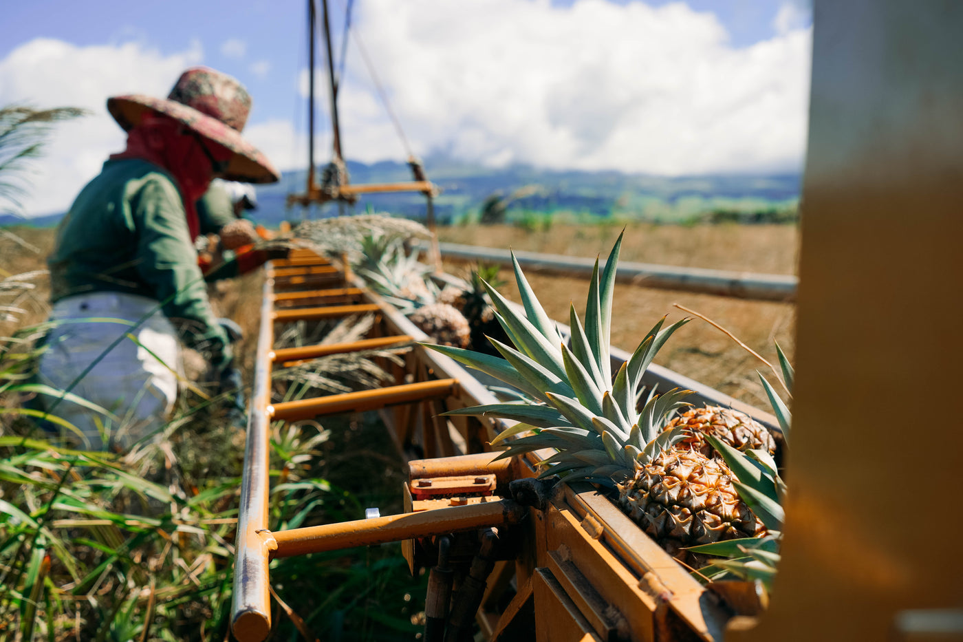 Hali'imaile Distillery's Tour & Tasting Room photo 1 in Makawao